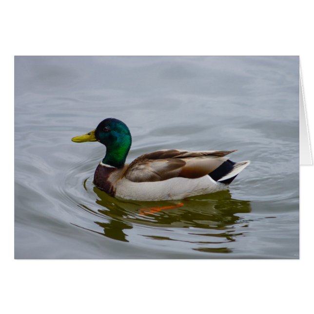 Swim Mallard Swim (Devant Horizontal)