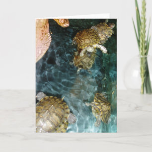 "Swimming Turtles" - Hartelijk dank voor uw kaart