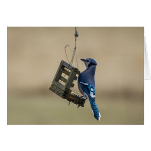 Swingle Blue Jay