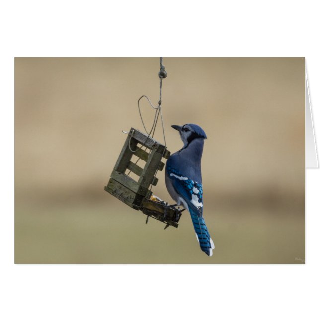 Swingle Blue Jay (Voorkant Horizontaal)