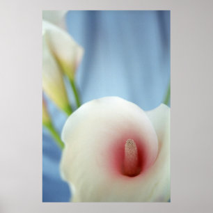 Swirl White Calla Lilies Photo Poster Art Imprimer