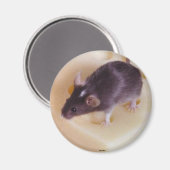 Swiss Cheese Mouse Magnet Magneet (Voorkant / Achterkant)
