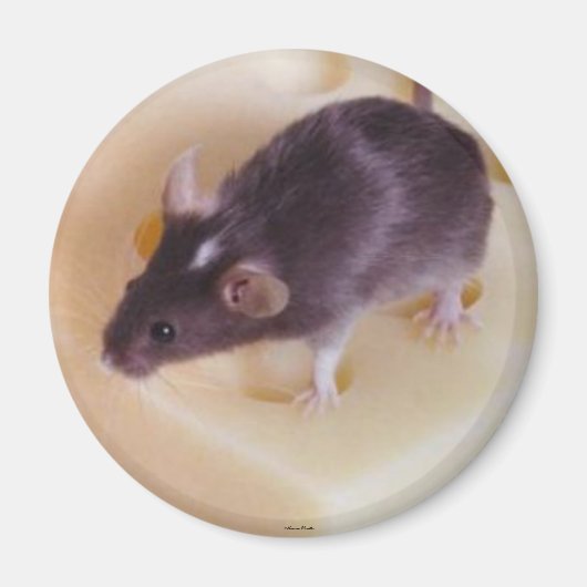 Swiss Cheese Mouse Magnet Magneet (Voorkant)