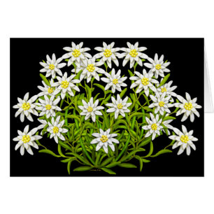 Swiss Edelweiss Flowers Card