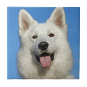 Swiss Shepherd Dog Tegeltje