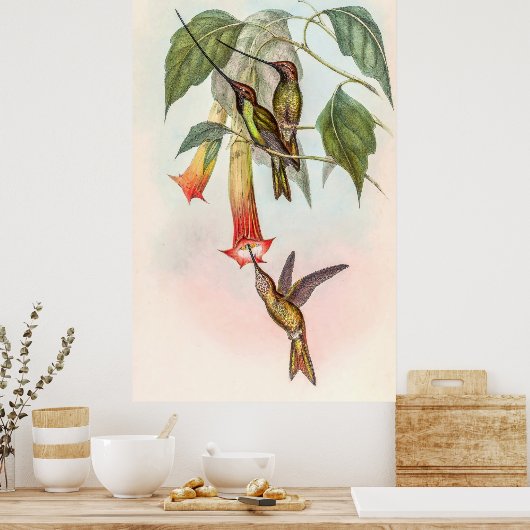 Sword-kiezelvogel Poster (Keuken)