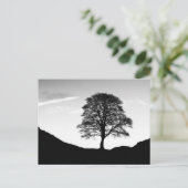 Sycamore Gap Briefkaart (Staand voorkant)