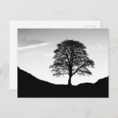Sycamore Gap Briefkaart (Voorkant / Achterkant)
