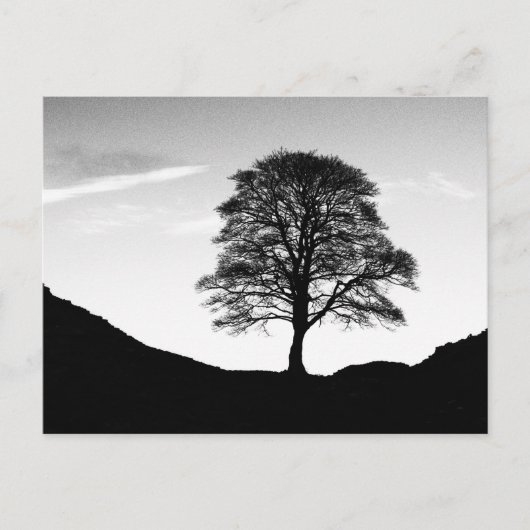 Sycamore Gap Briefkaart (Voorkant)
