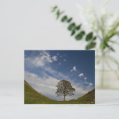 Sycamore Gap Briefkaart (Staand voorkant)