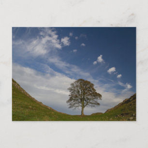Sycamore Gap in de herfst Briefkaart