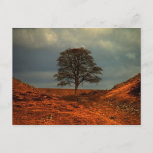 Sycamore Gap (Muur van Hadrians) - Briefkaart