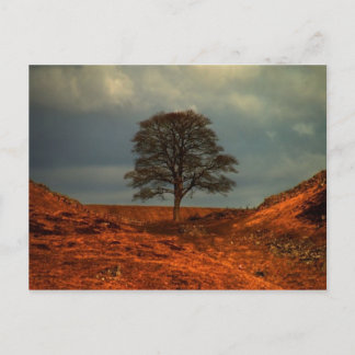 Sycamore Gap (Muur van Hadrians) - Briefkaart