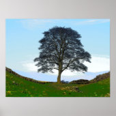 Sycamore Gap Poster/Print Poster (Voorkant)