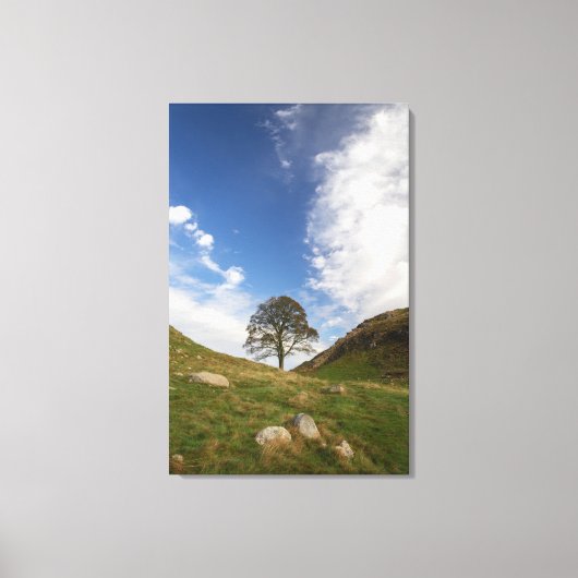 Sycamore Gap Stretched Canvas Print (Voorkant)