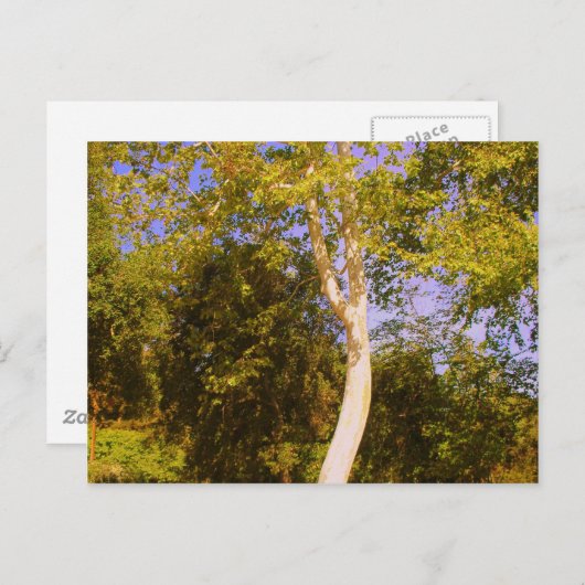 Sycamore-structuur Briefkaart (Voorkant / Achterkant)