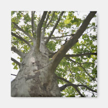 Sycamore-structuur