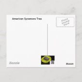 Sycamore-structuur tegen Winter Sky-items Briefkaart (Achterkant)