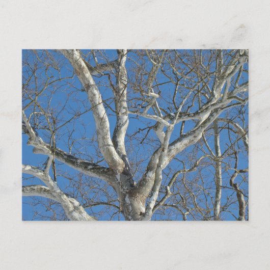 Sycamore-structuur tegen Winter Sky-items Briefkaart (Voorkant)