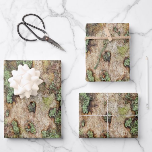Sycamore Tree Bark Moss Lichen Inpakpapier Vel (Voorkant)