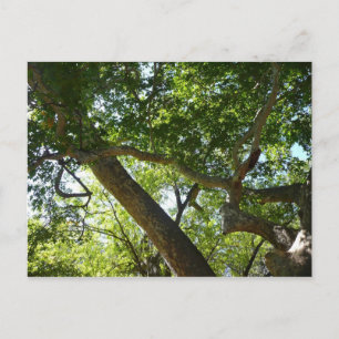 Sycamore Tree Green-Natuur Briefkaart