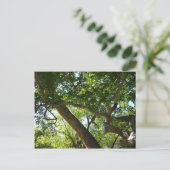 Sycamore Tree Green-Natuur Briefkaart (Staand voorkant)