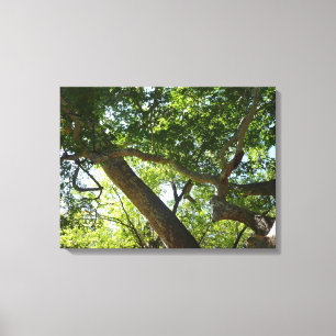 Sycamore Tree Green-Natuur Canvas Afdruk