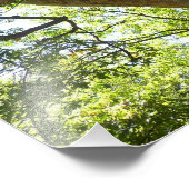 Sycamore Tree Green-Natuur Foto Afdruk (Hoek)