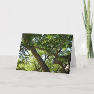 Sycamore Tree Green-Natuur Kaart