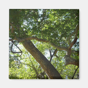 Sycamore Tree Green-Natuur Magneet