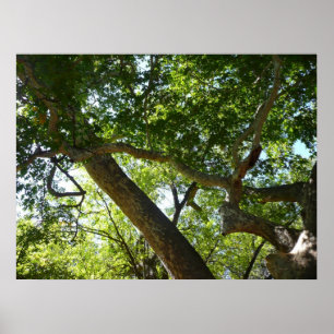 Sycamore Tree Green-Natuur Poster