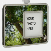Sycamore Tree Green-Natuur Verzilverd Kader Ornament (Rechts)