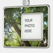 Sycamore Tree Green-Natuur Verzilverd Kader Ornament (Links)