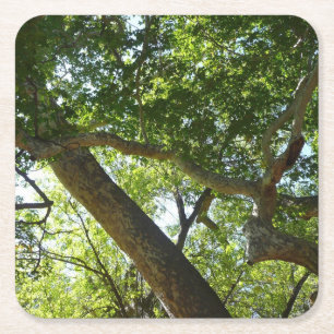 Sycamore Tree Green-Natuur Vierkante Kartonnen Onderzetter