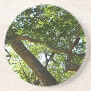 Sycamore Tree Green-Natuur Zandsteen Onderzetter