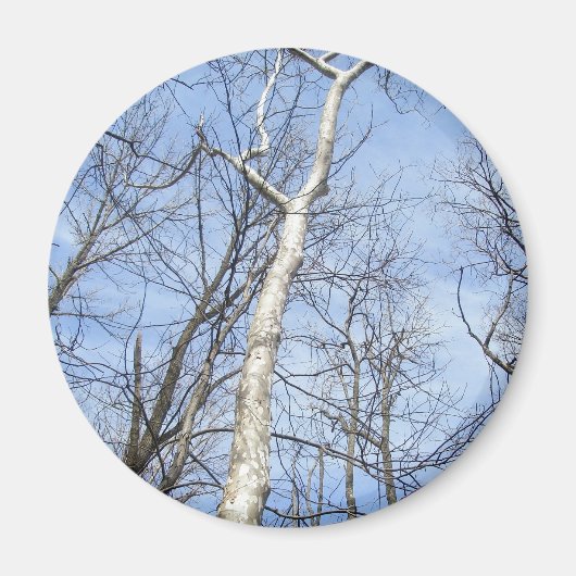 Sycamore Tree Magnet Magneet (Voorkant)