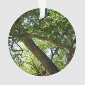 Sycamore Tree Nature verte (dos)