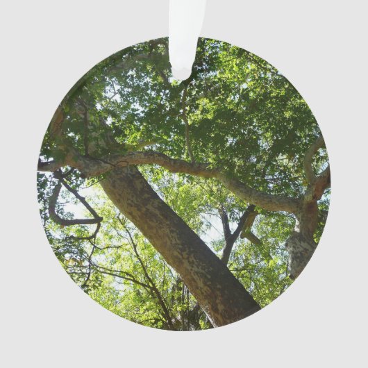 Sycamore Tree Nature verte (devant)