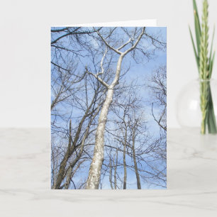 Sycamore Tree Note Card Feestdagen Kaart