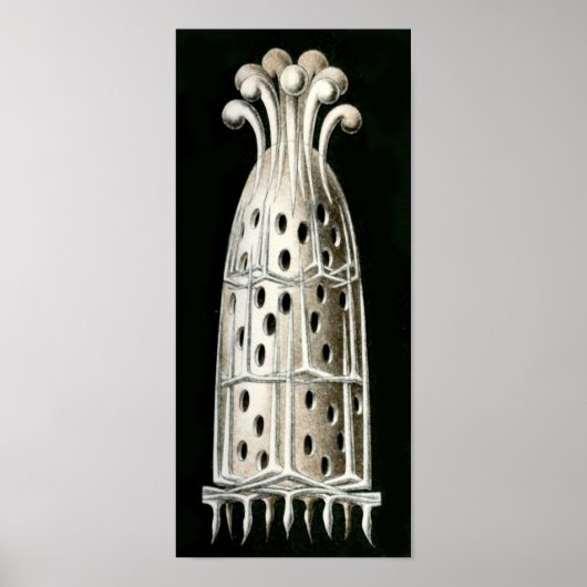 Sycandra compressa, Ernst Haeckel Fine Art Poster (Voorkant)