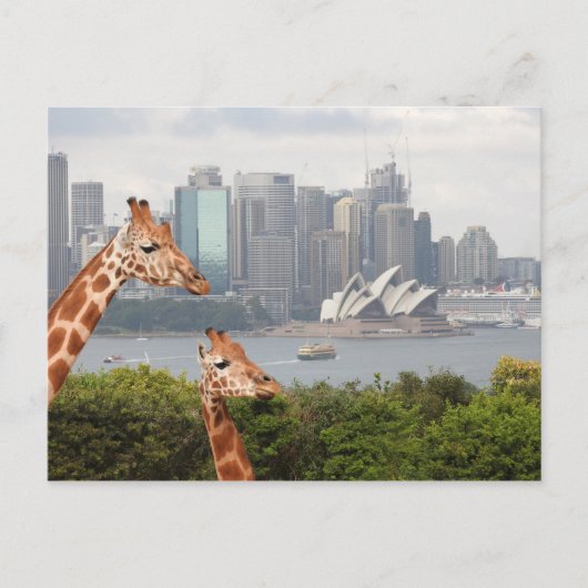 Sydney Giraffe Briefkaart (Voorkant)