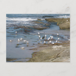 Sydney Zeemeeuw met Waterstrandfotografie Briefkaart