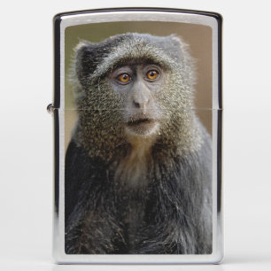 Sykes- of blauwaap, Cercopithecus mitis,
