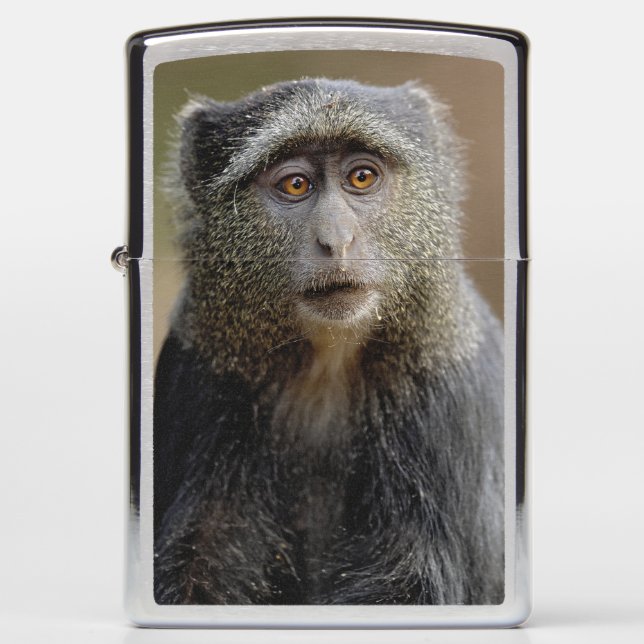 Sykes- of blauwaap, Cercopithecus mitis, (Voorkant)