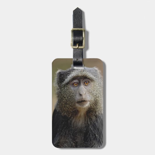 Sykes- of blauwaap, Cercopithecus mitis, Bagagelabel (Voorkant verticaal)