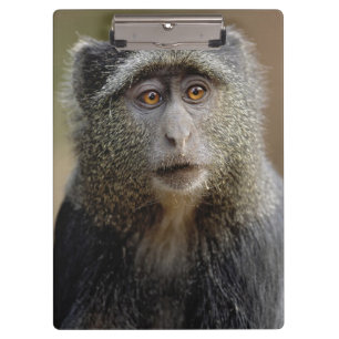 Sykes- of blauwaap, Cercopithecus mitis, Klembord