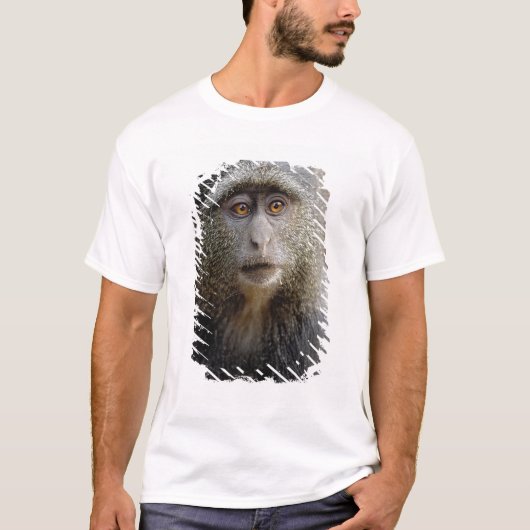 Sykes- of blauwaap, Cercopithecus mitis, T-shirt (Voorkant)