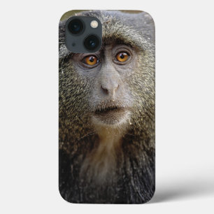 Sykes of Blauwe Meerkat, Cercopithecus mitis, iPhone 13 Hoesje