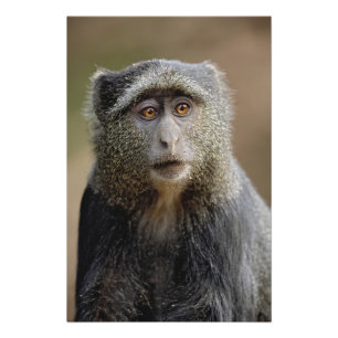 Sykes of Blauwe Meerkat, Cercopithecus mitis, Foto Afdruk