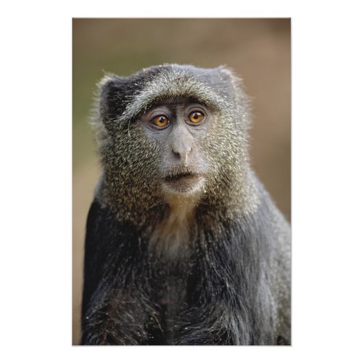 Sykes or Blue Monkey, Cercopithecus mitis Foto Afdruk (Voorkant)